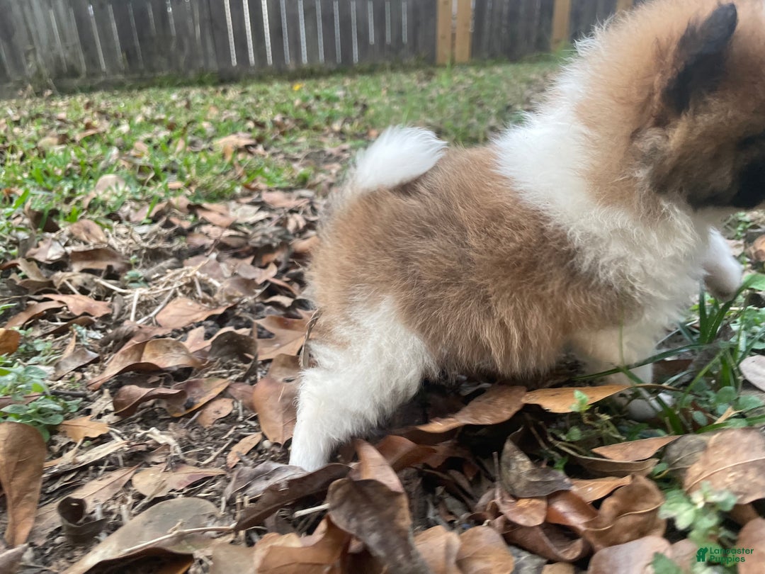 Pomeranian dogs for sale: Pomeranian Puppy 1 - Ad 7