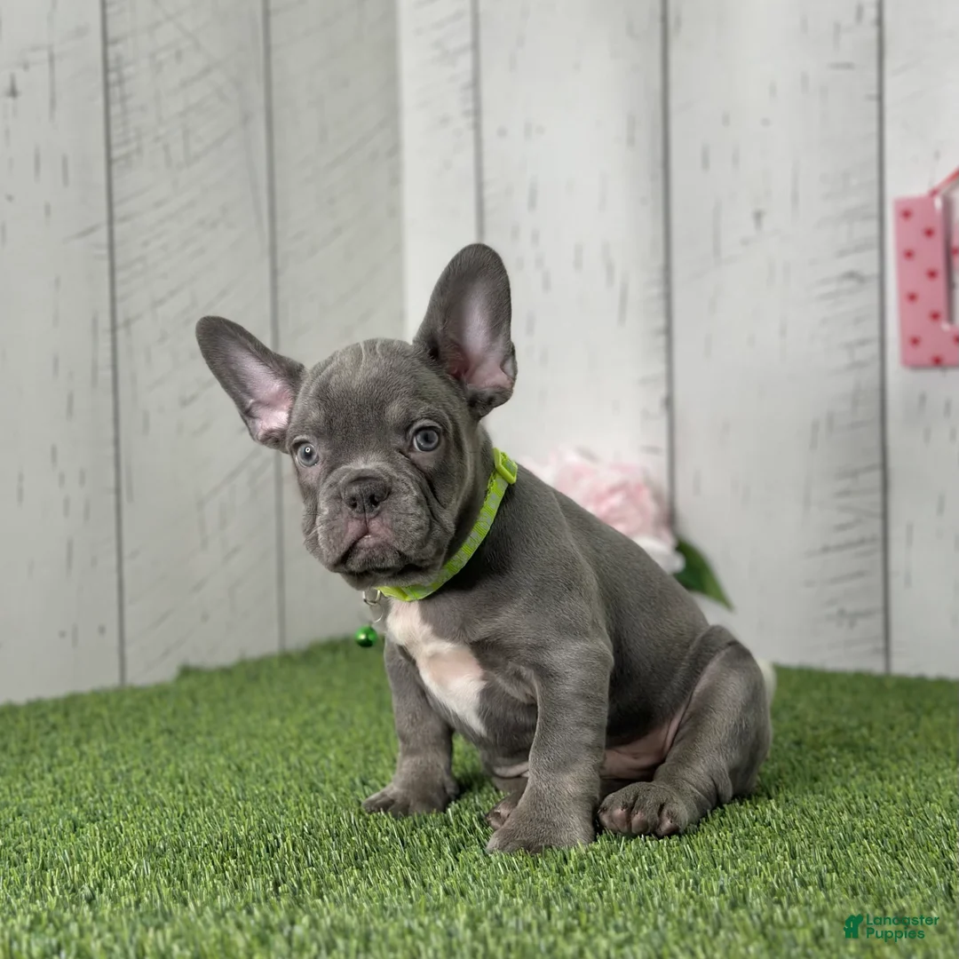 French Bulldog dogs for sale: Dallas - Ad 5