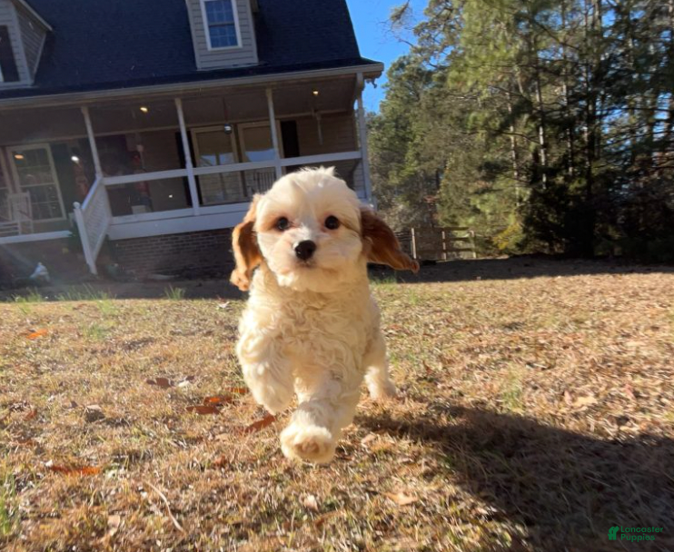 Cavapoo dogs Gertrude - Ad 2