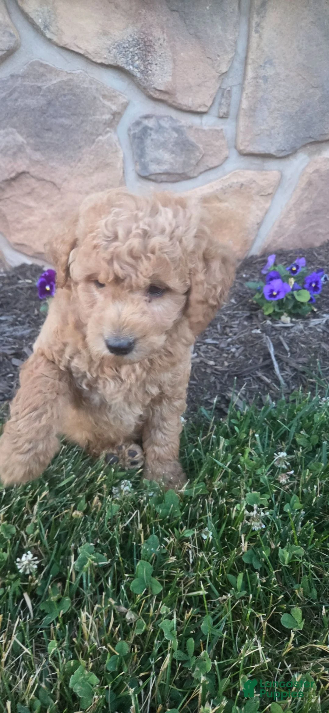 Goldendoodle dogs for sale: GOLDIE - Ad 3