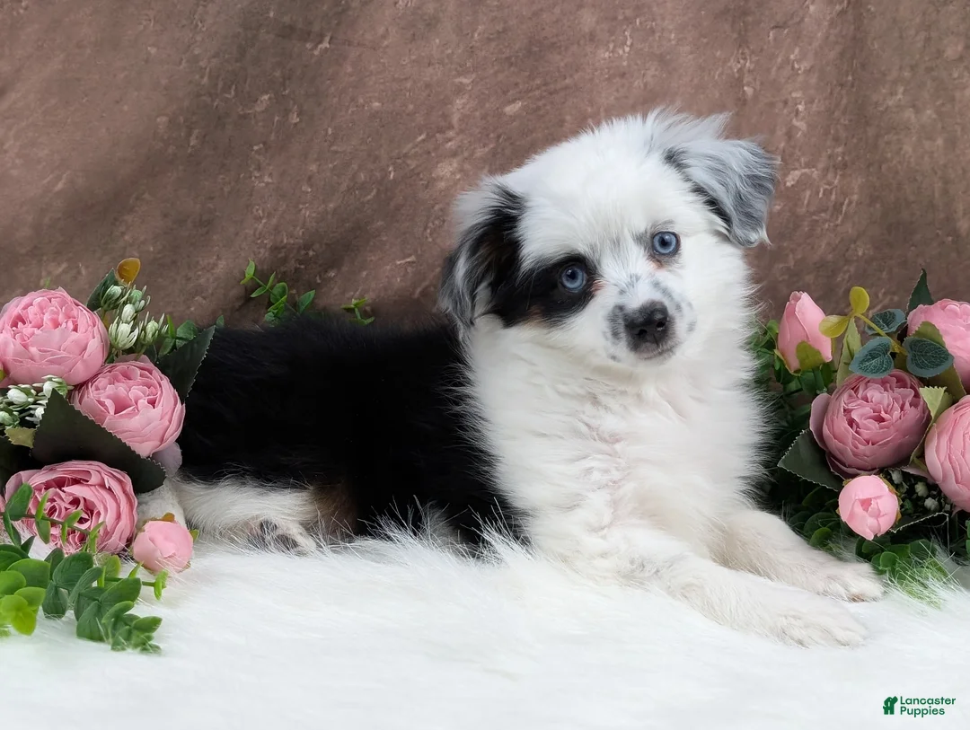Toy Australian Shepherd dogs for sale: Brandi - Ad 3