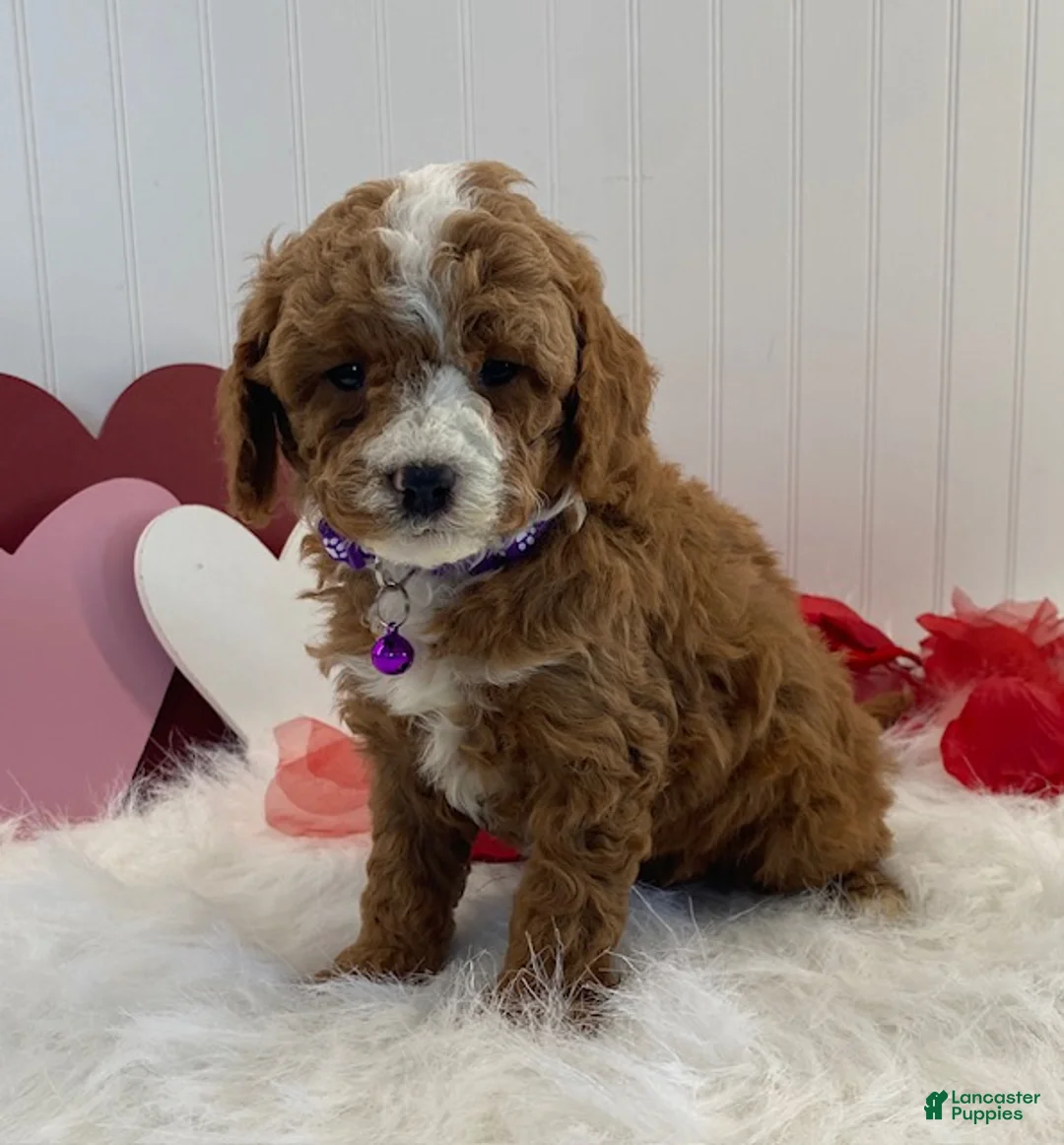 Cavapoo dogs for sale: Duncan - Ad 4