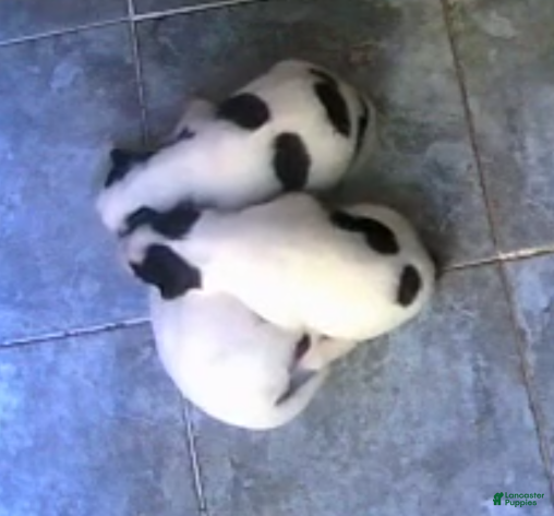 Siberian Husky dogs Siberian Husky Puppy 3 - Ad 1