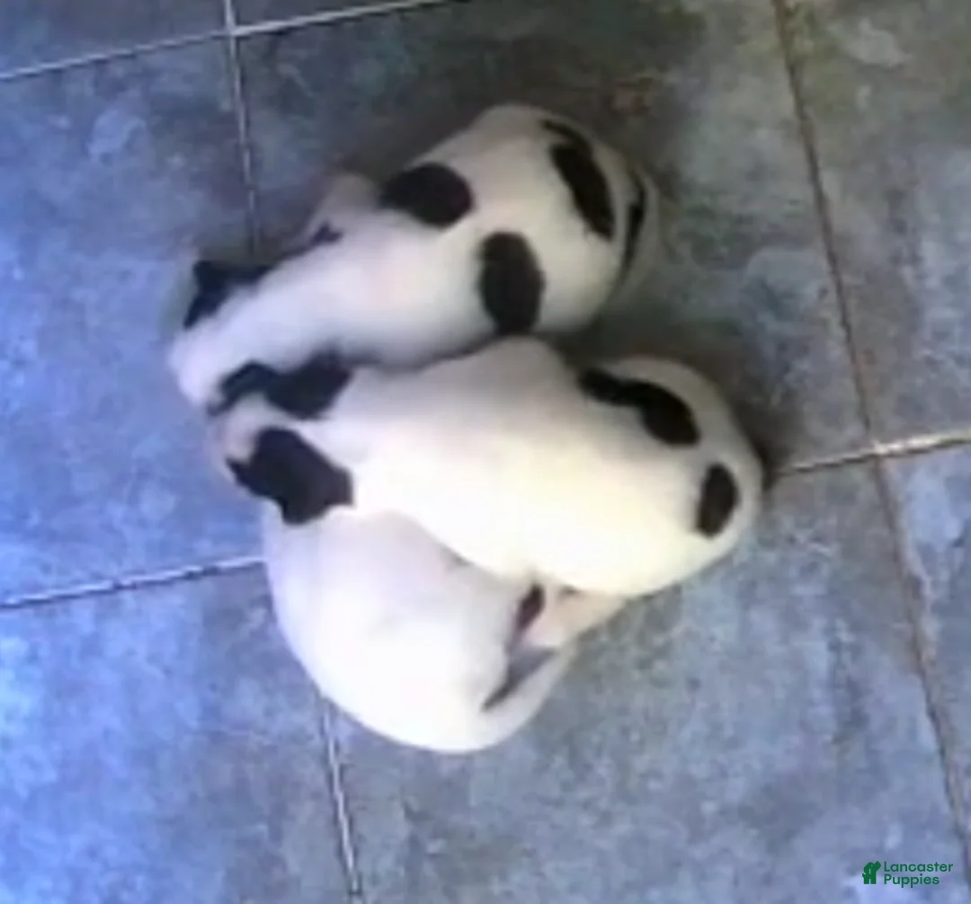 Siberian Husky dogs for sale: Siberian Husky Puppy 3 - Ad 1