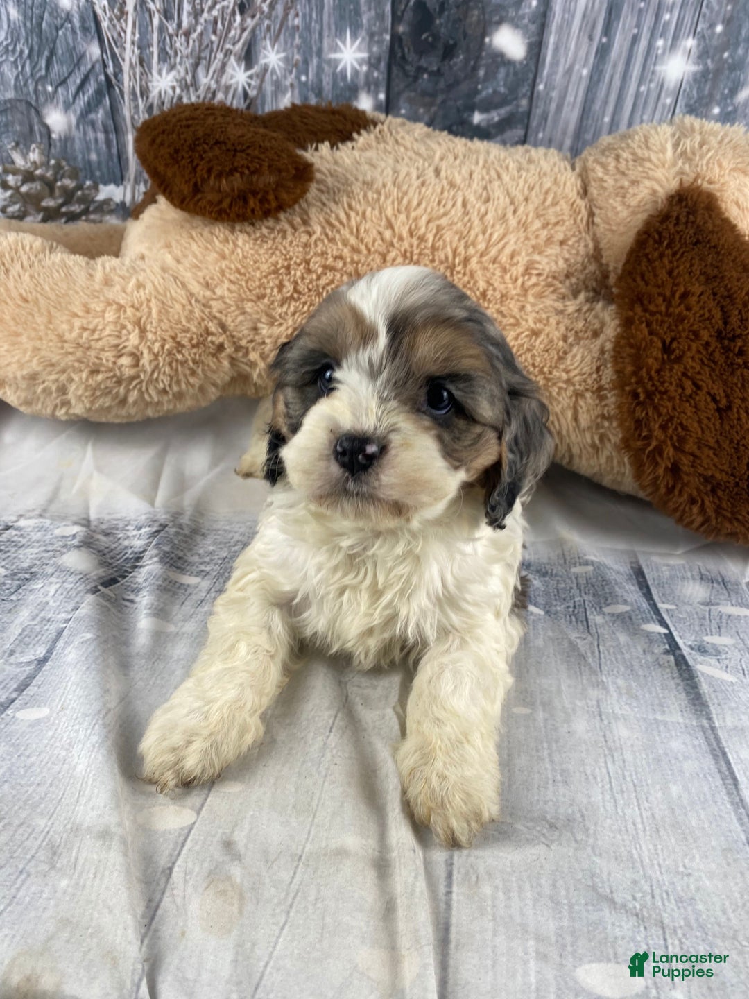 Cavapoo dogs for sale: Jessica - Ad 8
