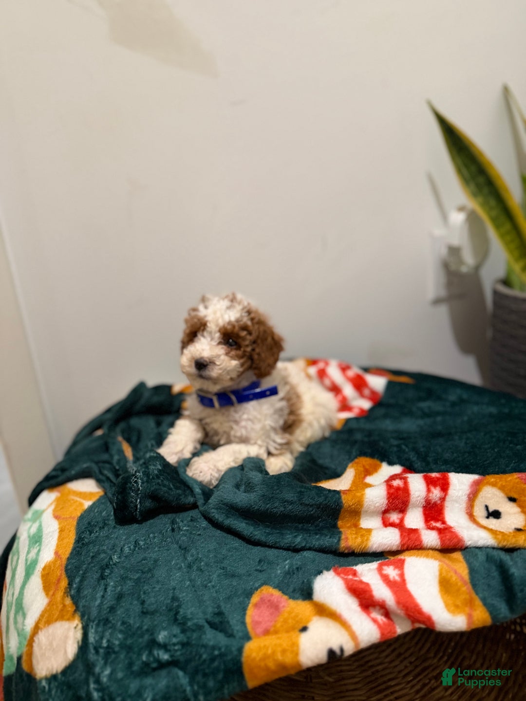 Toy Poodle dogs for sale: Blueberry  - Ad 11