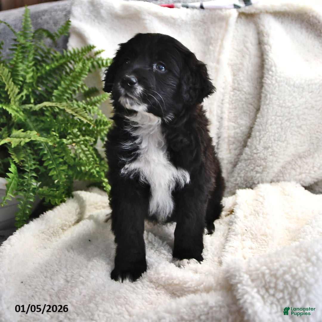 Portuguese Water Dog dogs for sale: Dimples - Ad 8