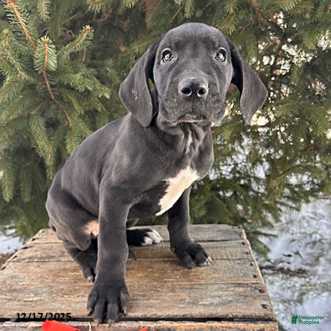 Great Dane dogs for sale: Shelby - Ad 2