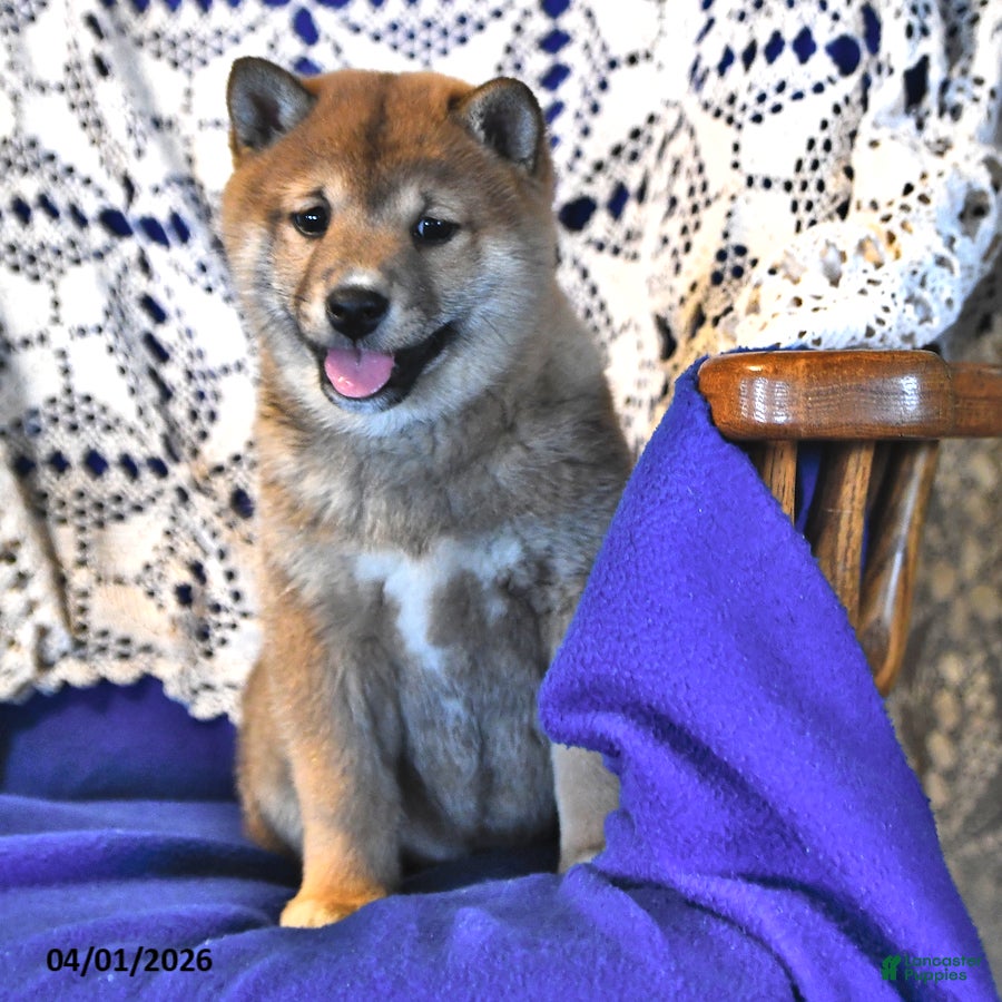 Shiba Inu dogs Ruby Jean - Ad 1