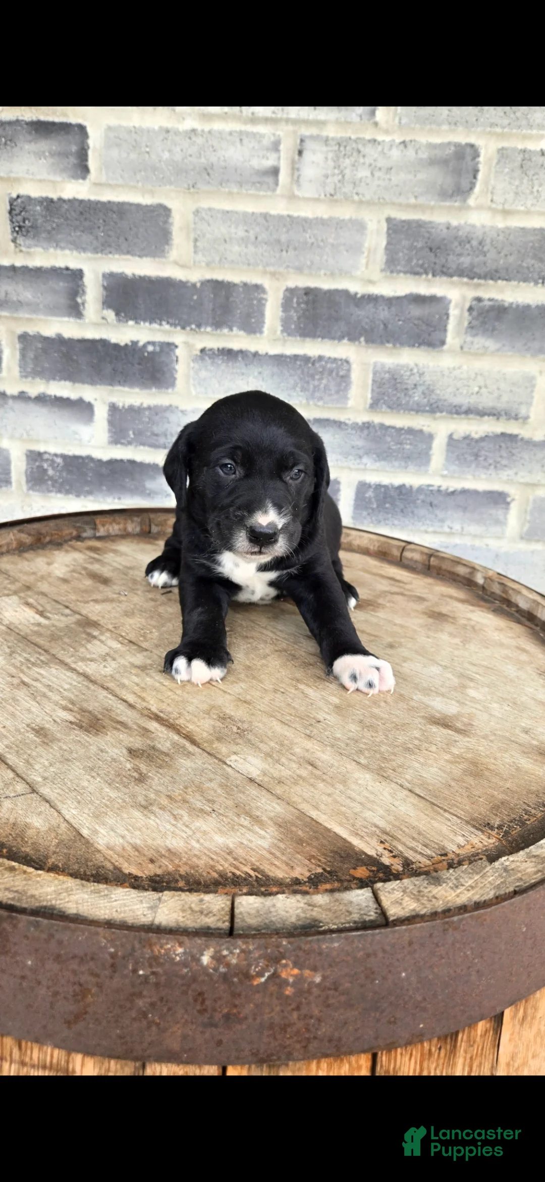 Mixed Breed dogs for sale: Mixed Breed Puppy 2 - Ad 3