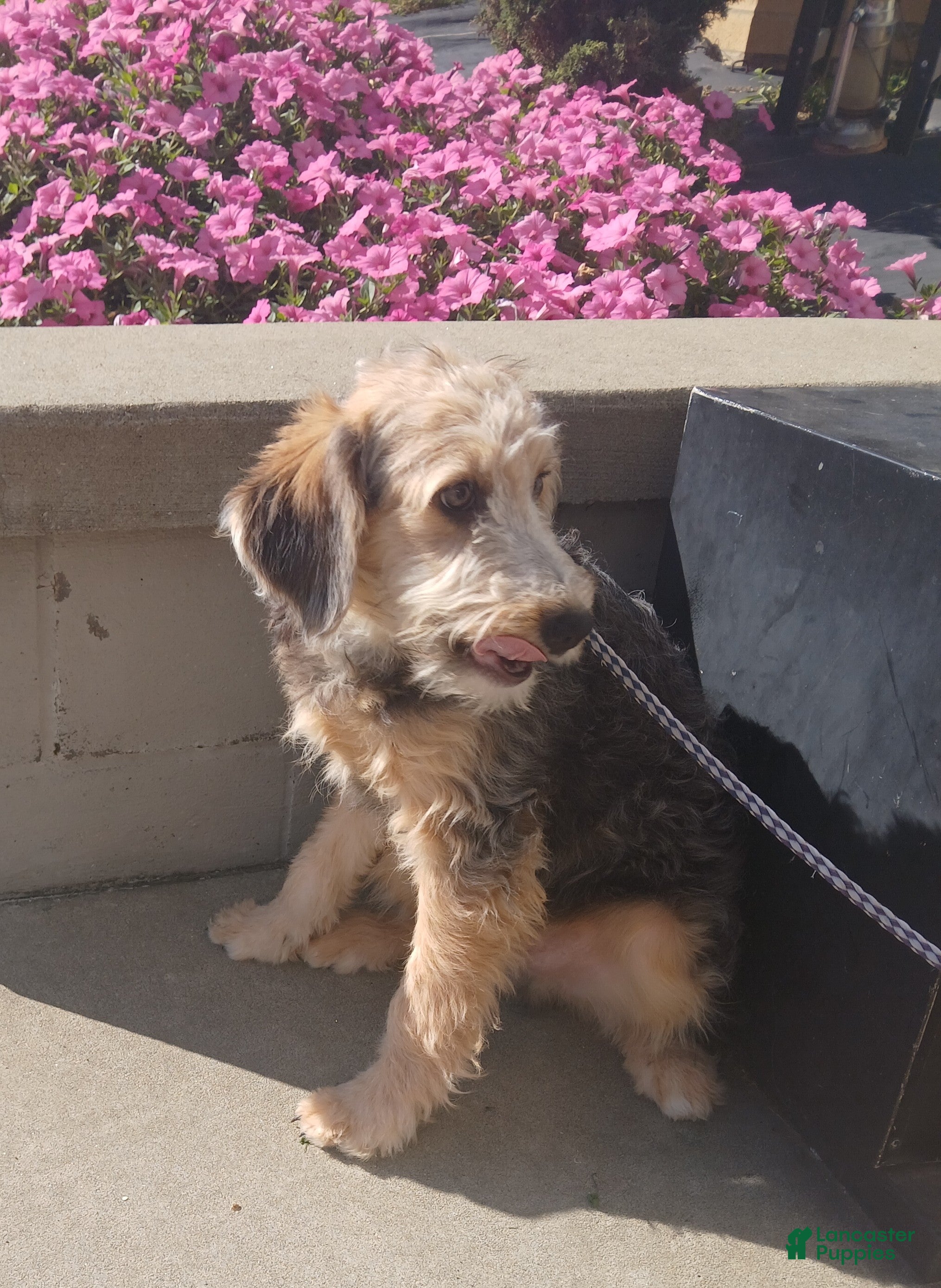 Mini Aussiedoodle dogs Mini Aussiedoodle 4 Drew - Ad 39