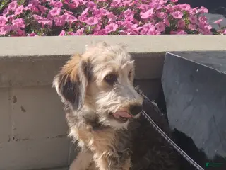 Mini Aussiedoodle dogs Mini Aussiedoodle 4 Drew - Ad 39