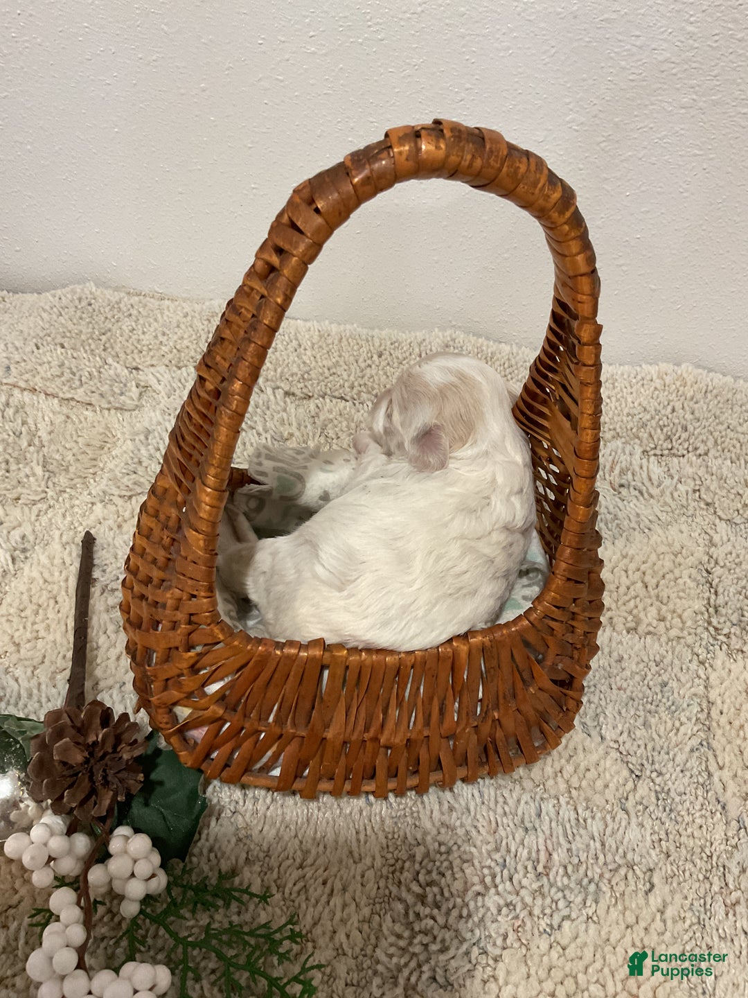 Maltipoo dogs for sale: JOY - Ad 4