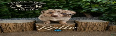 Rollo — Male