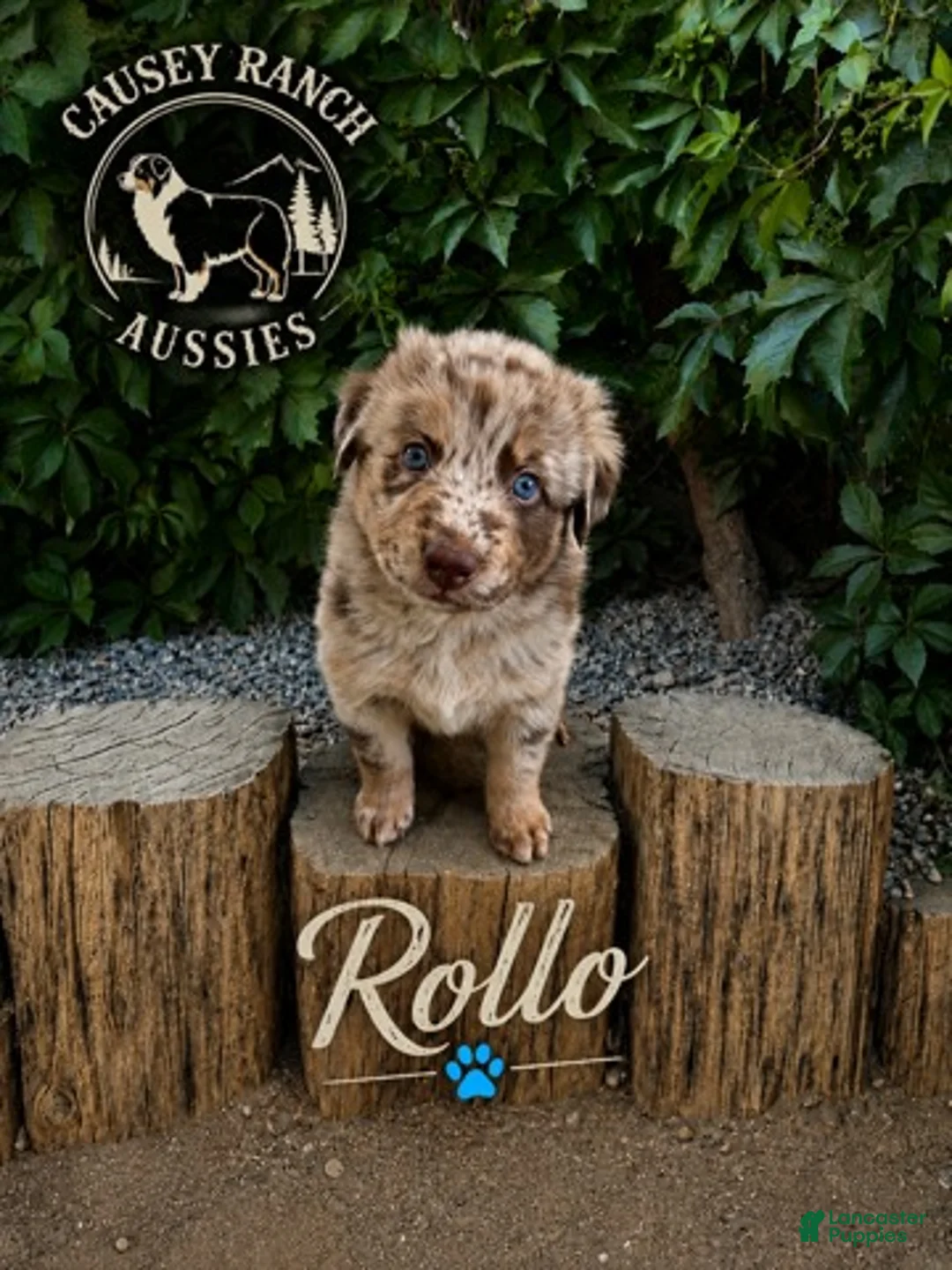 Australian Shepherd dogs for sale: Rollo — Male - Ad 1