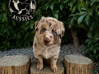 Australian Shepherd dogs for sale: Rollo — Male - Ad 3