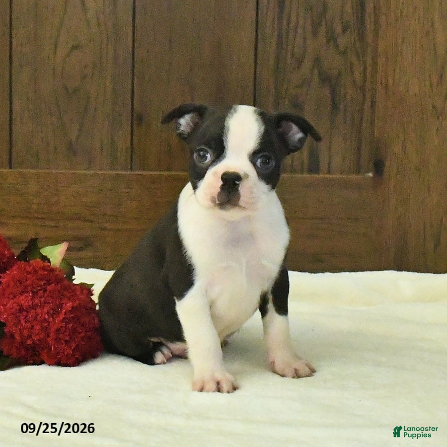 Boston Terrier dogs Tundra - Ad 1