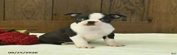 Boston Terrier dogs for sale: Tundra - Ad 1