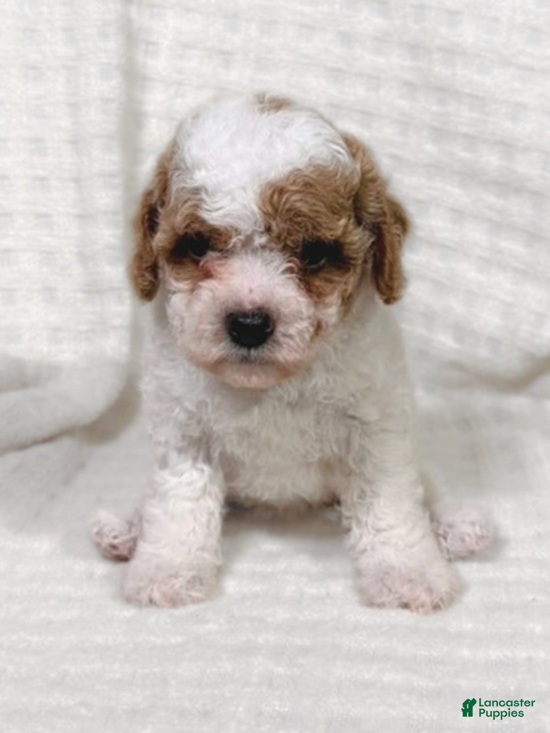 Cavapoo dogs for sale: Alfie - Ad 9