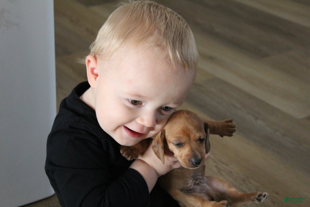 Miniature Dachshund dogs for sale: Cooper - Ad 1