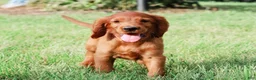 Irish Setter dogs for sale: Harrison  - Ad 4