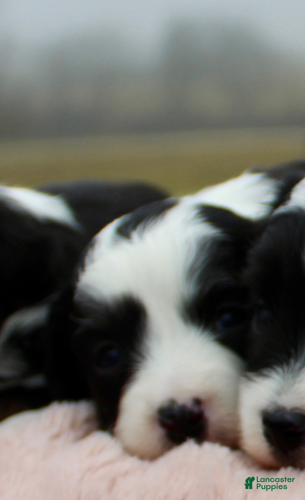 Toy Poodle dogs Toy Australian Shepherd Puppy 4 - Ad 12