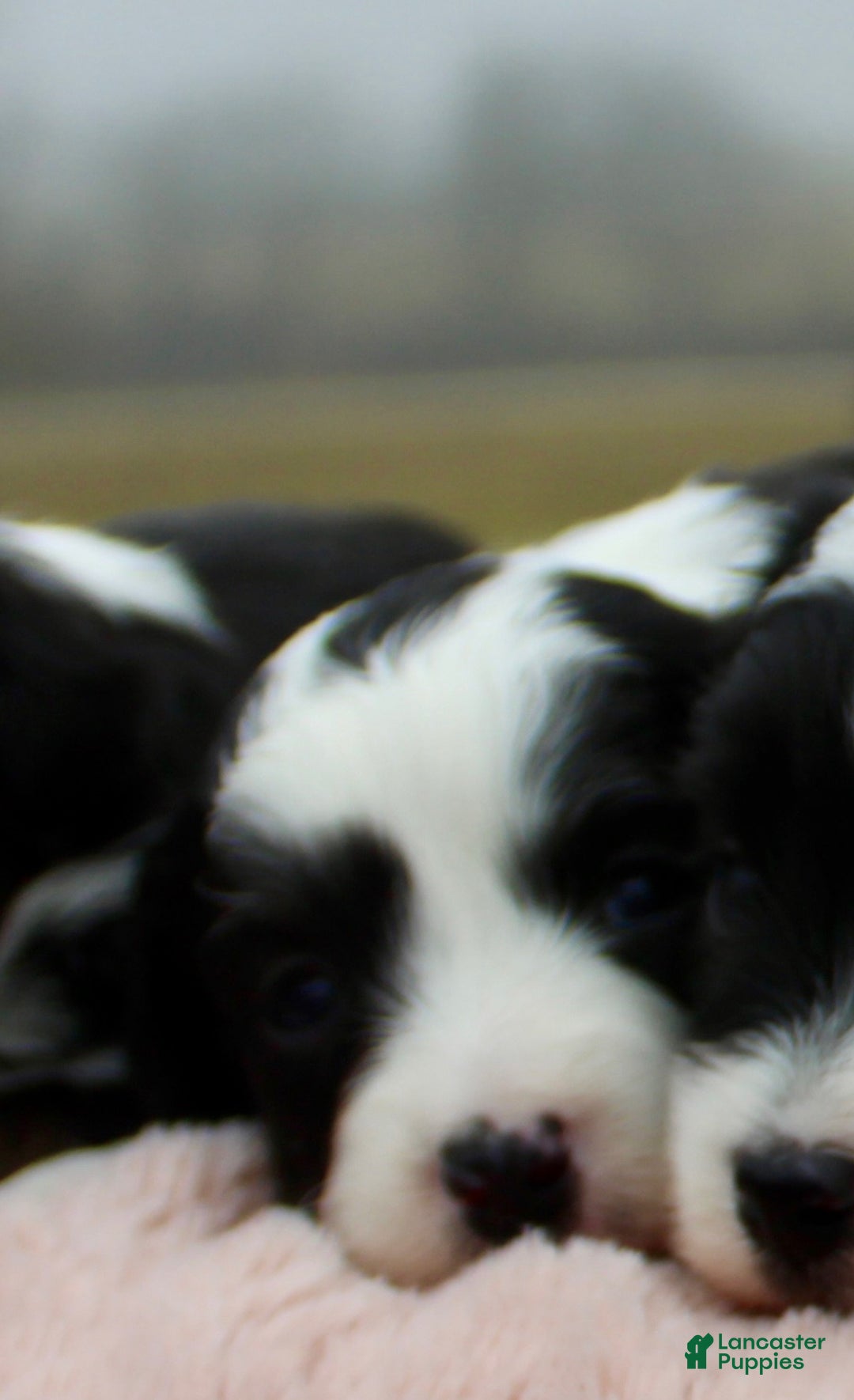 Toy Poodle dogs for sale: Toy Australian Shepherd Puppy 4 - Ad 1