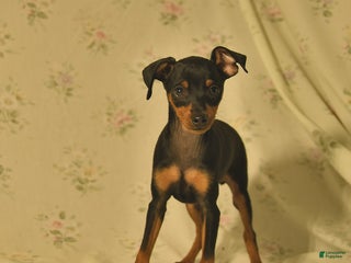 Miniature Pinscher dogs - Ad 14