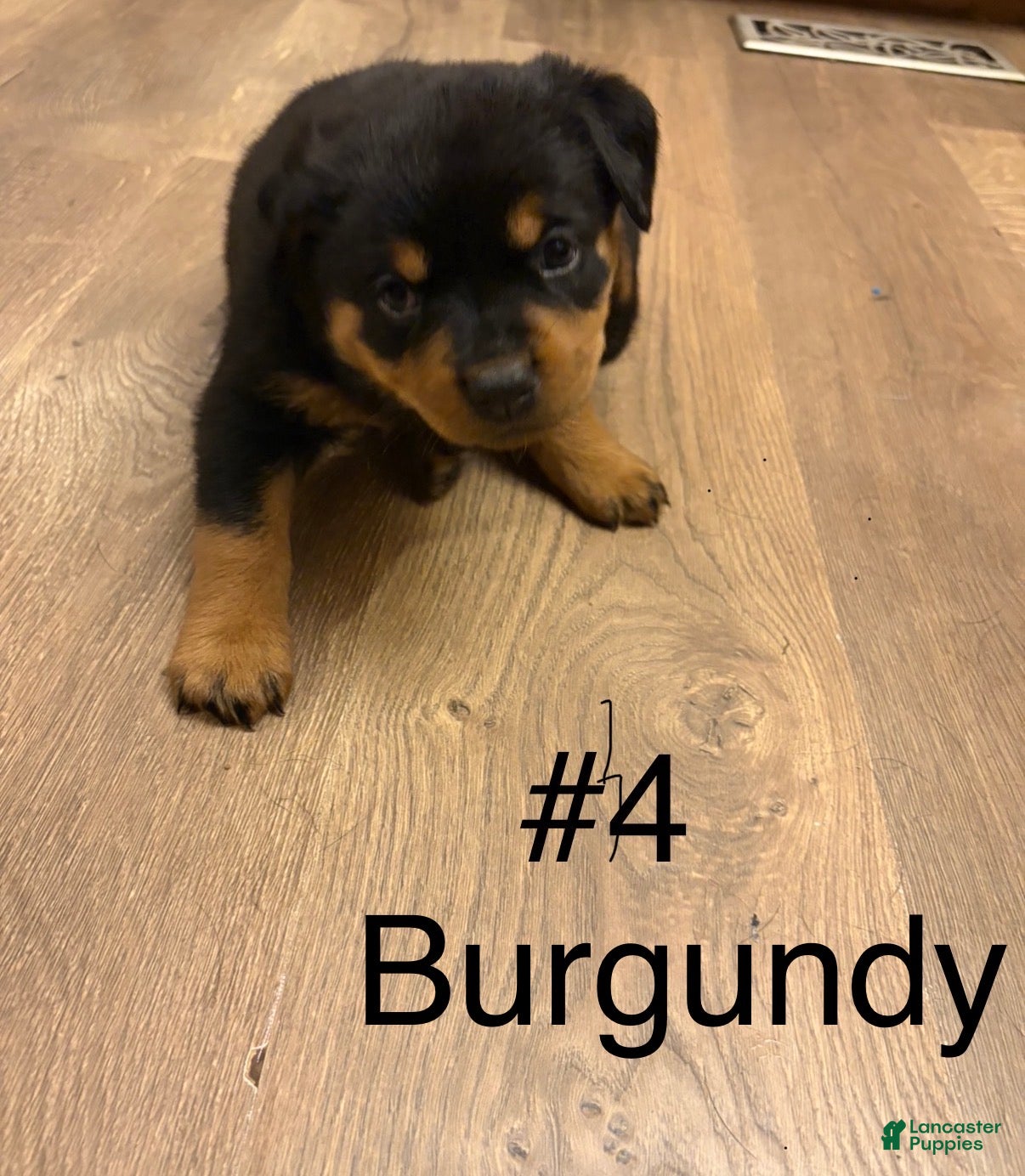 Rottweiler dogs Rottweiler 4 - Ad 1