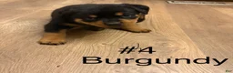 Rottweiler dogs for sale: Rottweiler 4 - Ad 1