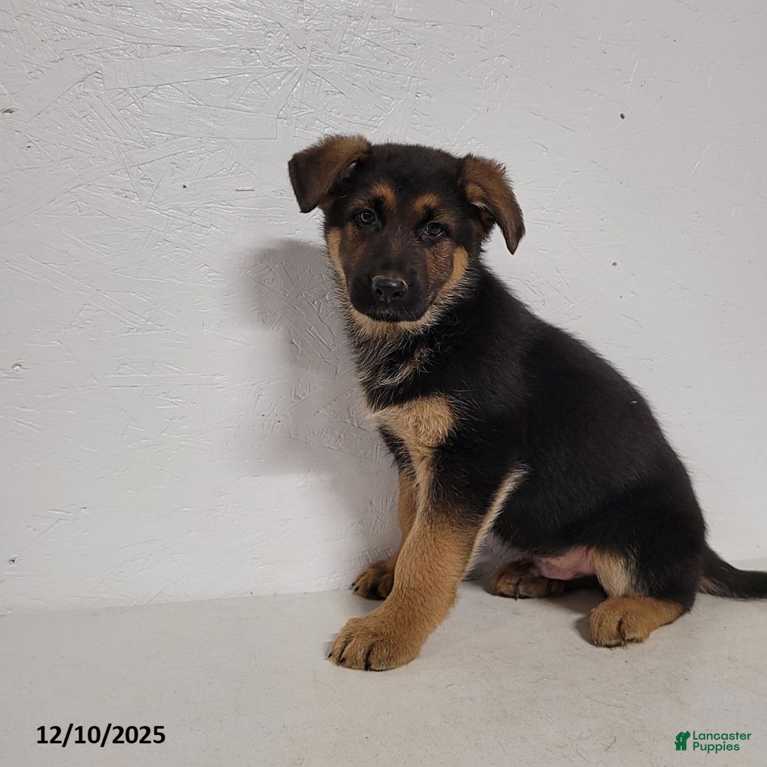 German Shepherd dogs for sale: Barney - Ad 4