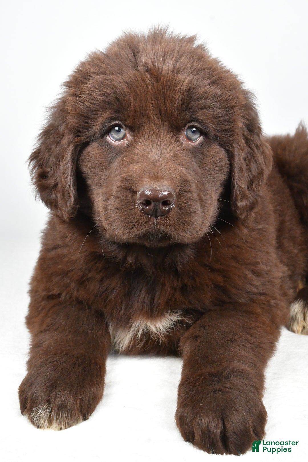 Newfoundland dogs for sale: Luna - Ad 5