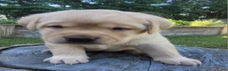 Labrador Retriever dogs for sale: Legend  - Ad 11