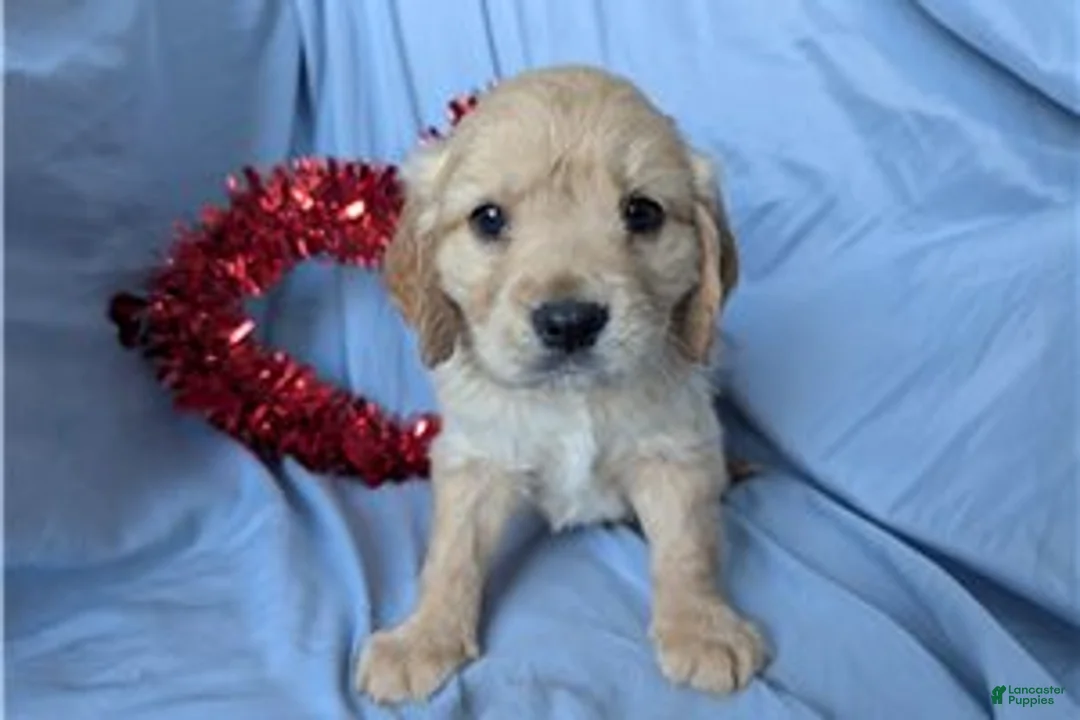 Mixed Breed dogs for sale: Sunny - Ad 4