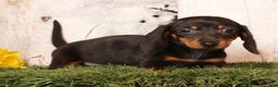 Miniature Dachshund dogs for sale: Izzy - Ad 1