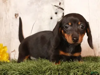 Miniature Dachshund dogs Izzy - Ad 29