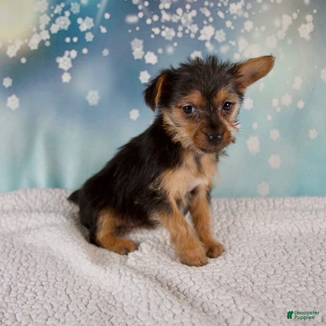 Yorkshire Terrier dogs for sale: Kira - Ad 4