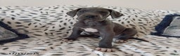 Great Dane dogs for sale: Kenson - Ad 1