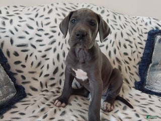 Great Dane dogs Kenson - Ad 26