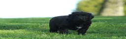 Newfoundland dogs for sale: Jed - Ad 2
