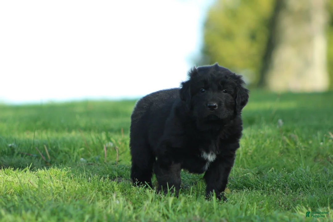 Newfoundland dogs for sale: Jed - Ad 2