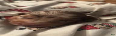Gordon-Long Hair