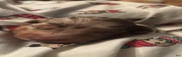 Dachshund dogs for sale: Gordon-Long Hair - Ad 1