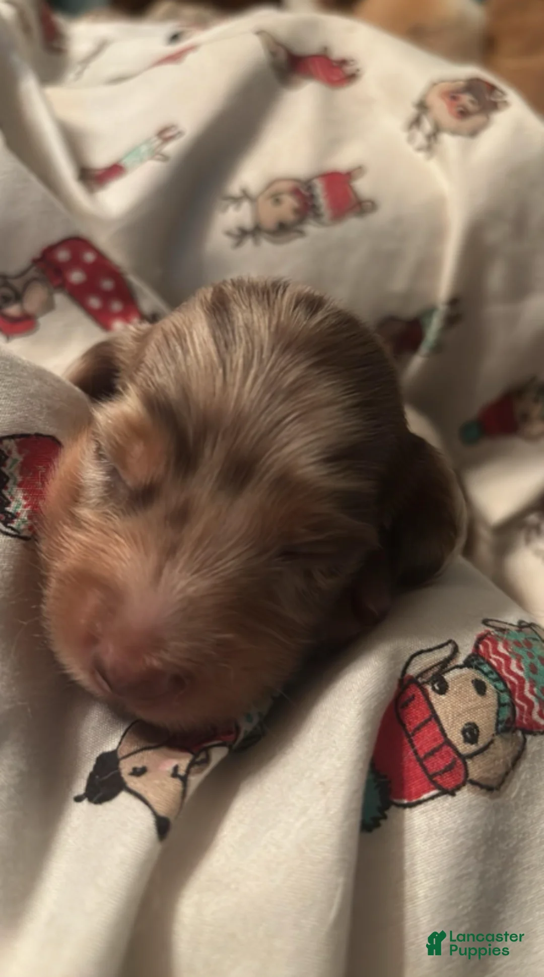 Dachshund dogs for sale: Gordon-Long Hair - Ad 1