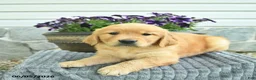 Golden Retriever dogs for sale: Titan  - Ad 2