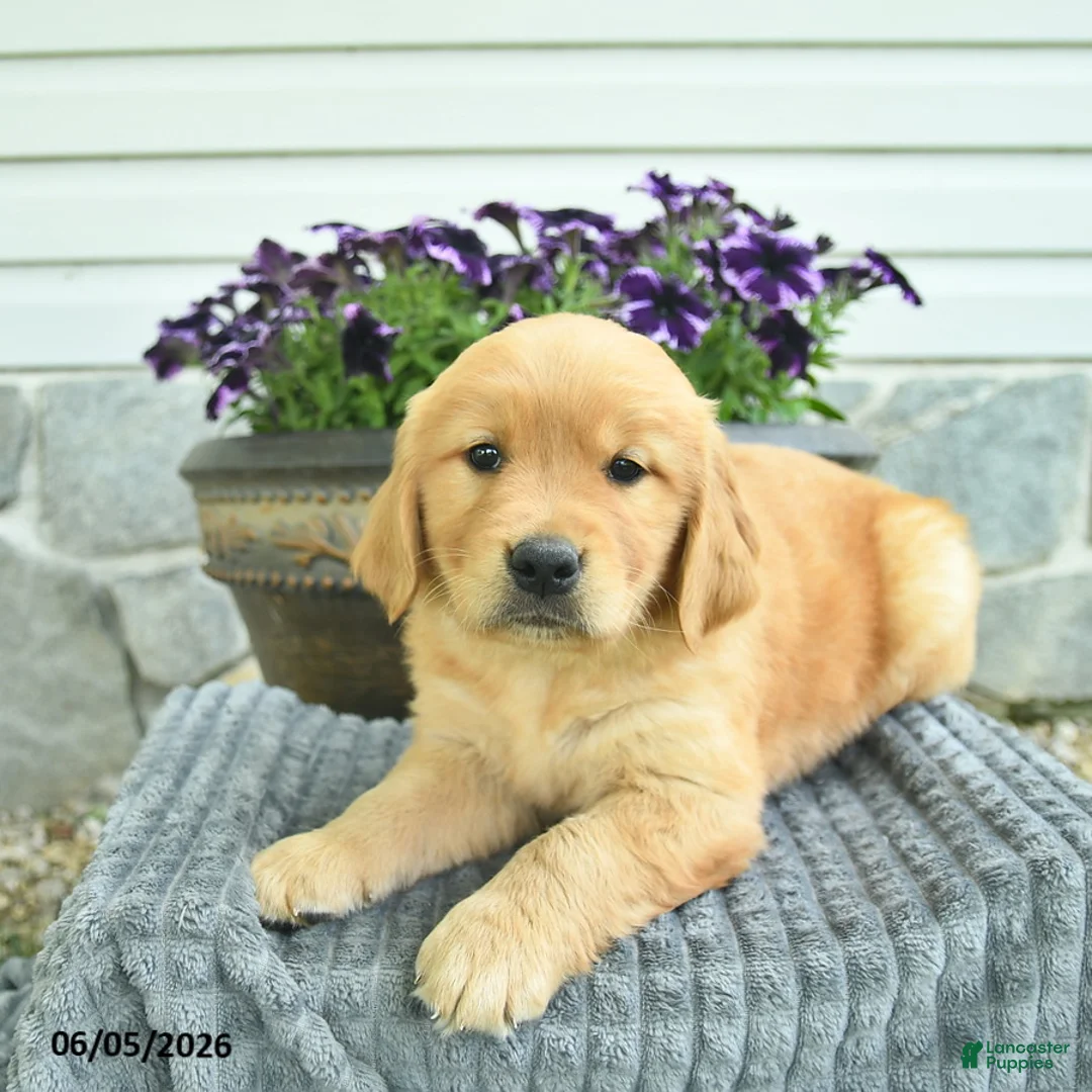 Golden Retriever dogs for sale: Titan  - Ad 2