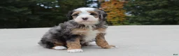Mini Bernedoodle dogs for sale: Rodger - Ad 2