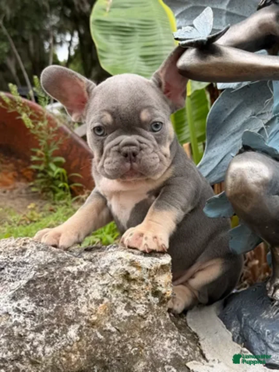 French Bulldog dogs for sale: Thor - Ad 2