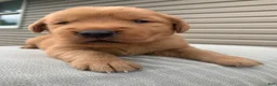 Golden Retriever dogs for sale: Paris - Ad 4