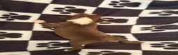 Boston Terrier dogs for sale: Grumpy-Brown & white - Ad 3